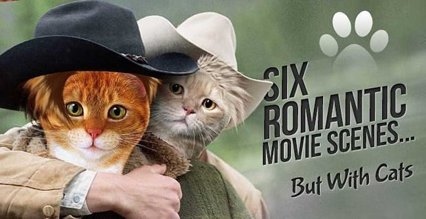 6 scene di film romantici ma con i gatti